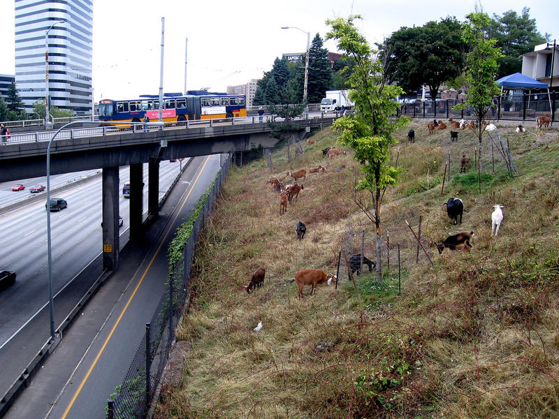 Goats graze near Interstate 5 in Seattle.