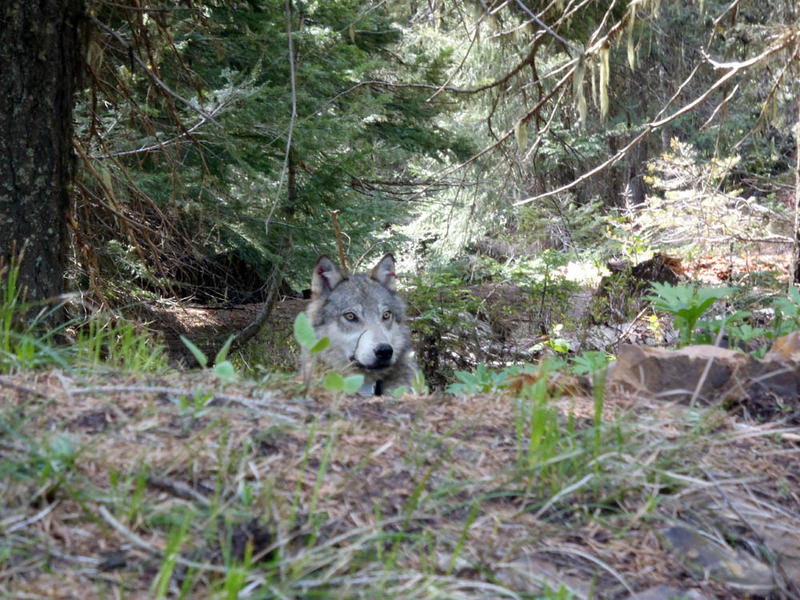 A member of the Teanaway wolf pack in western Washington state. The wolf was in recovery from tranquilizing drug when this photo was taken. 