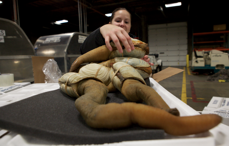 officer natalie vorous unpacks boxes of geoduck at sea-tac