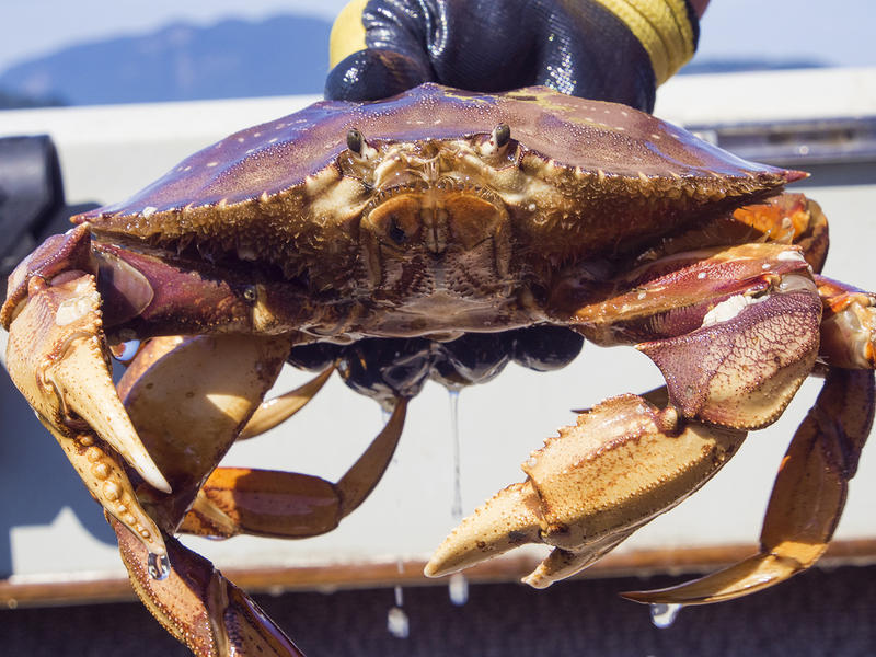 There's More Than One Way To Catch A Crab In Puget Sound | KUOW News ...