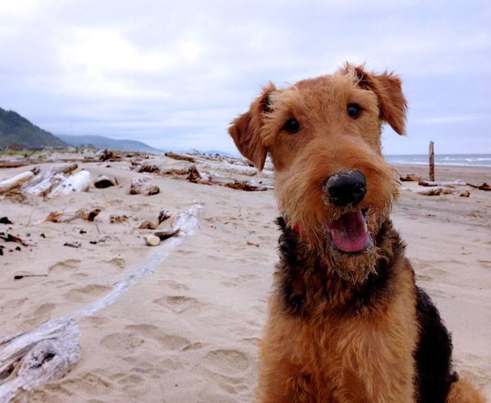 Darwin is an Airedale Terrier from West Seattle. This photo was taken at Rock Away Beach in Oregon. There are 96 other licensed Airedale terriers in Seattle and 22 dogs named Darwin.
