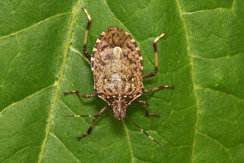 Wasps Vs. Stinkbugs: One Invasive Species Preys On Another | KUOW News ...