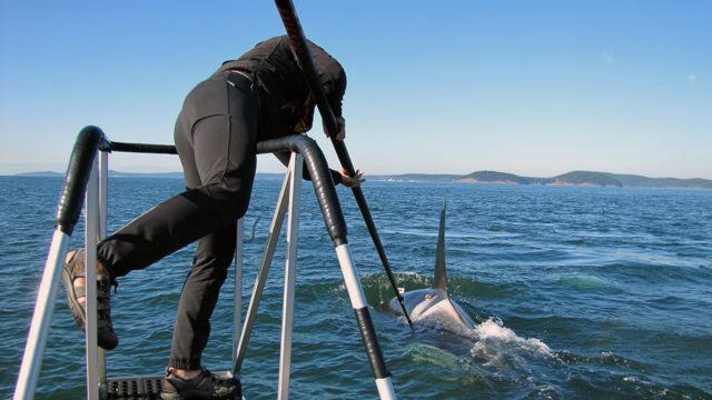 NOAA scientist Jeff Hogan uses a long pole to attach a 'D-tag' to an orca near Rosario Strait in the San Juan Islands in 2012. One side of the tag is lined with octopus-looking suction cups, the other bears a tiny antenna.