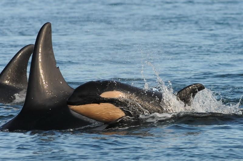 Baby orca J54 swims with its mom, J28, in the waters off San Juan Island this month.
