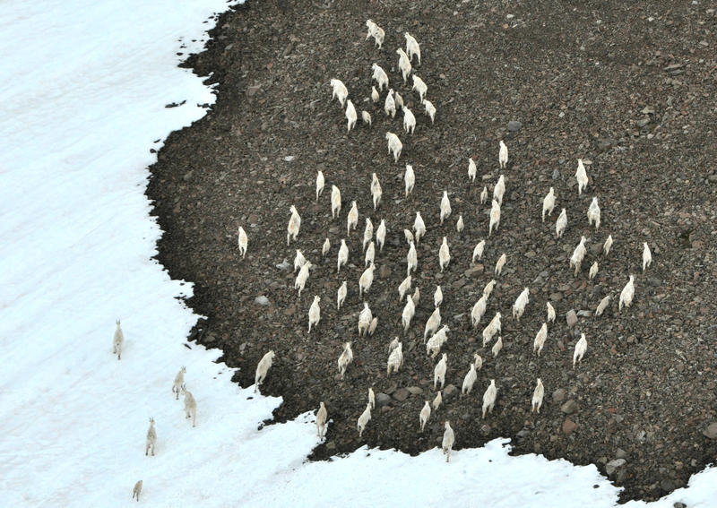 A large group of mountain goats moves along slope near Mount Baker. The photo was taken from the air in late July by state wildlife researchers.