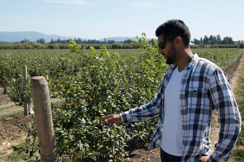 Farmer Paul Sangha checks out blueberry plants on his farm. He is one of about 100 Sikh berry farmers in Whatcom County.