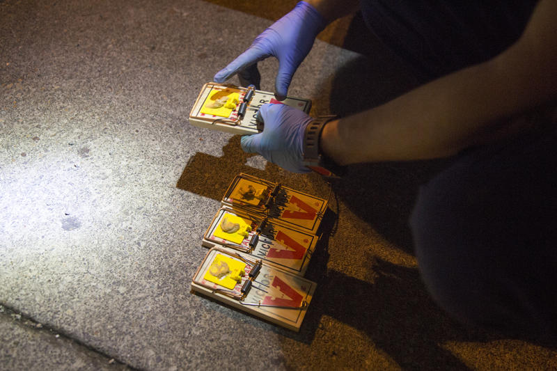 Adam Truitt, owner of Pest Fighter, sets traps for rats in an alley behind the University Book Store in Seattle. There are two kinds of rats in Seattle, the Norway rat and the roof rat.