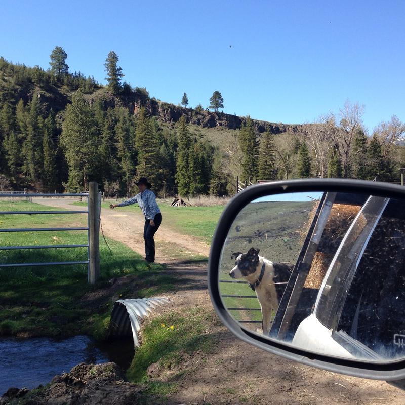 Liza Jane McAlister of Oregon opens a gate for the hay truck on 6 Ranch as her herding dog looks on from the back. 
