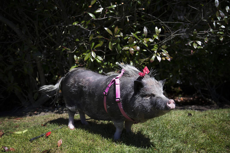 Bella, a pot belly pig from Seattle, gets a weekly manicure. She used to get bubble baths, but she's become too heavy for her own to lift into the tub, so she settles for showers.