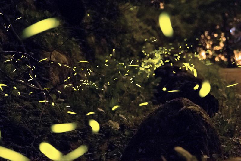 Why you don’t see fireflies in the Northwest | KUOW News and Information