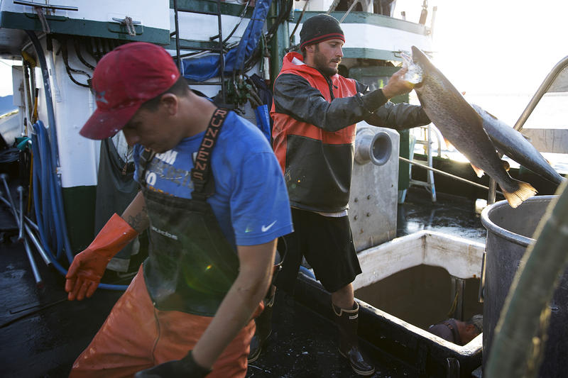 Aboard fishing vessel Marathon, Nathan Cultee, right, and Nicholas Cooke, left, unload 16 farm-raised Atlantic salmon into a container after a day of fishing on Tuesday, August 22, 2017, at Home Port Seafood in Bellingham. 