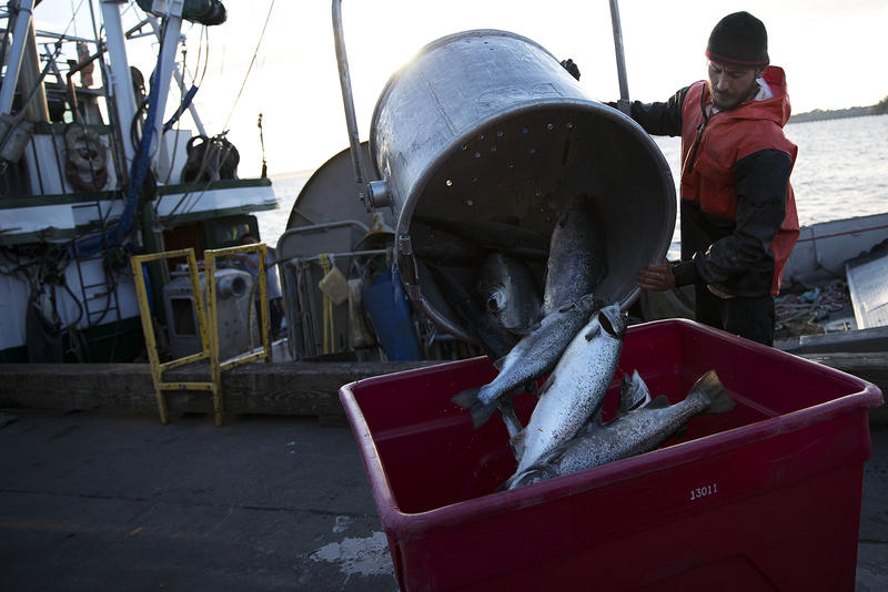 Nathan Cultee dumps 16 farm-raised Atlantic salmon into a container on Tuesday, August 22, 2017, at Home Port Seafood in Bellingham.