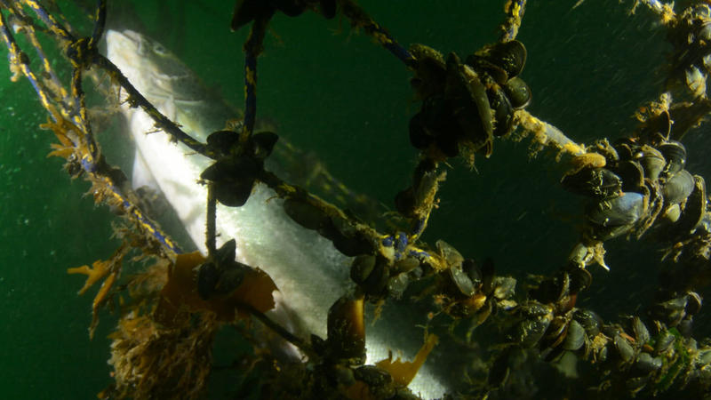 Mussels cling to netting of a collapsed Atlantic salmon farm off Cypress Island on Aug. 24, 2017.