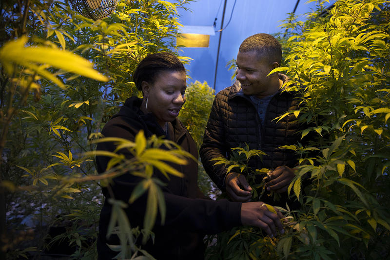 Joy Hollingsworth, left, and Raft Hollingsworth III stand in their cloning greenhouse on Thursday, January 18, 2018, at The Hollingsworth Cannabis Company in Mason County. 