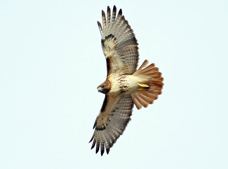 A Red-tailed hawk 
