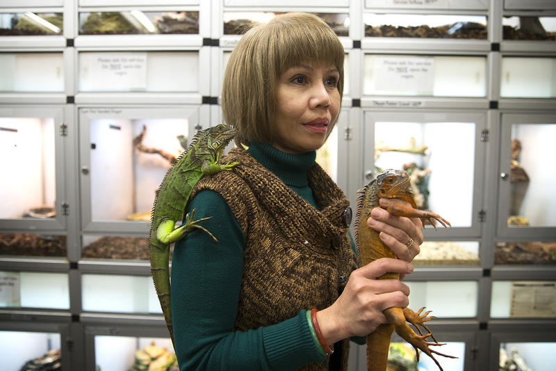 Owner of Little Amazon, Linh Nguyen, holds iguanas on Monday, Feb. 26, 2018, in Seattle. 