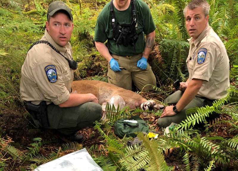 The cougar who killed SJ Brooks while they were mountain biking over the weekend. 