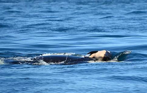 Orca whale, Tahlequah or J35, carrying her dead calf