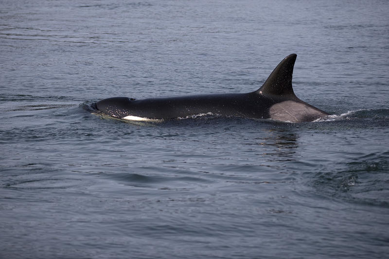 A transient whale is shown on Friday, August 10, 2018, as crews attempt to locate the JPod. (Image taken under the authority of NMFS MMPA/ESA Permit No. 18786-03)