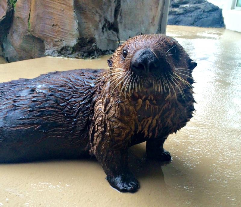 Mishka the asthmatic otter is doing fine despite the wildfire smoke, the Seattle Aquarium tweeted last week.