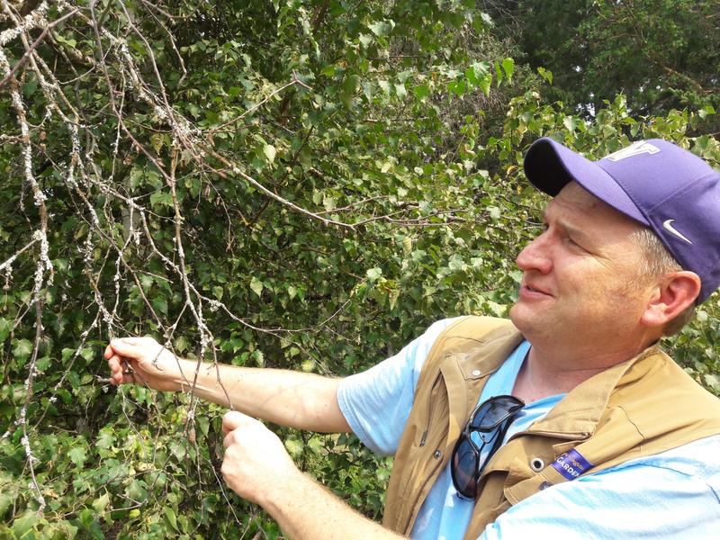 Ray Larson, Curator of Living Collections for the UW Botanic Gardens, which helps run arboretum, displays the leafless branch of a birch tree - one of several species stressed by recent warm, dry, summers, and the pests that prey on stressed trees.