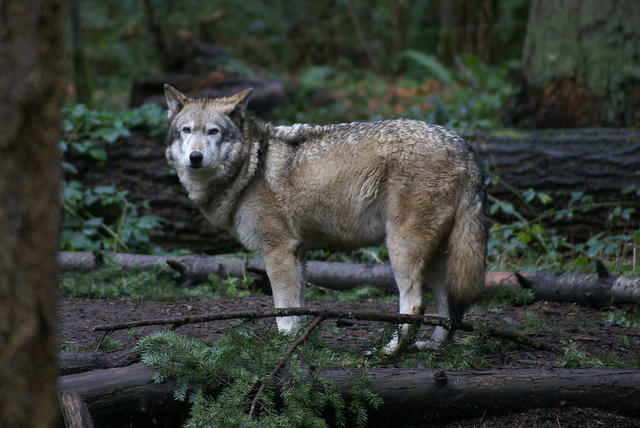 Conservationists Work To Restore Wolf Population In Western Washington ...