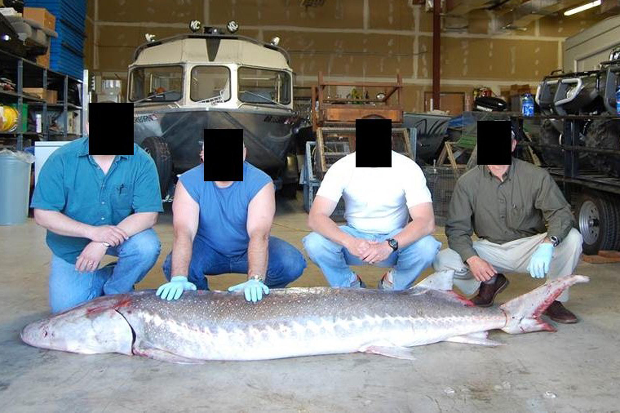 Sturgeon Poachers Angle For Caviar On The Columbia KUOW News and