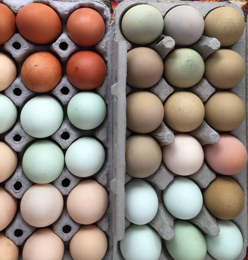 Fresh Eggs Are Tastier And Healthier In Summer | KUOW News and Information