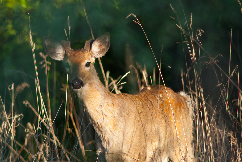 Zombie Deer Disease: It's A Catchy Name That Doesn't Tell The Whole Story |  KERA News