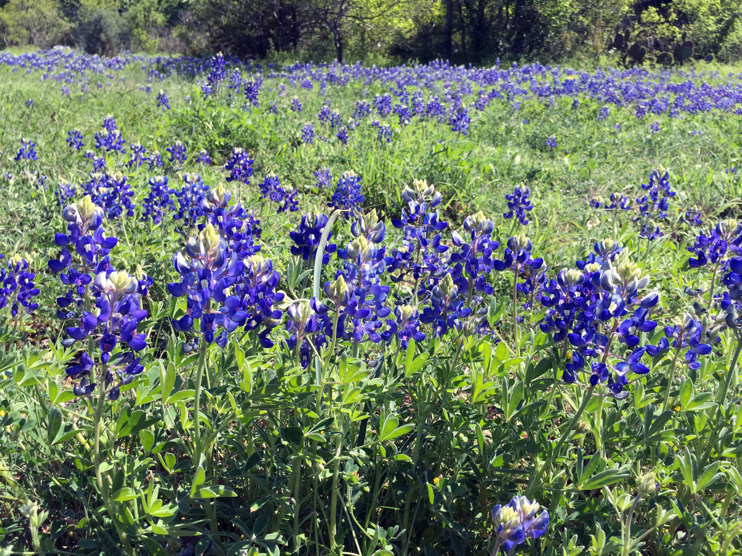 Mild Winter Brings Bluebonnets a Bit Earlier Than Usual | KUT