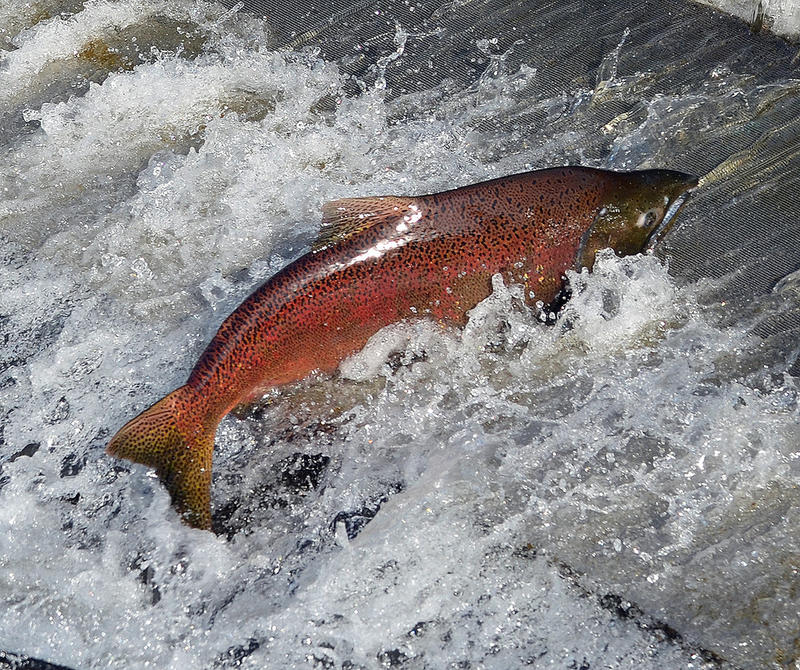 Efforts Begin To Restore California's Once-Largest Salmon Run | 91.9 KVCR