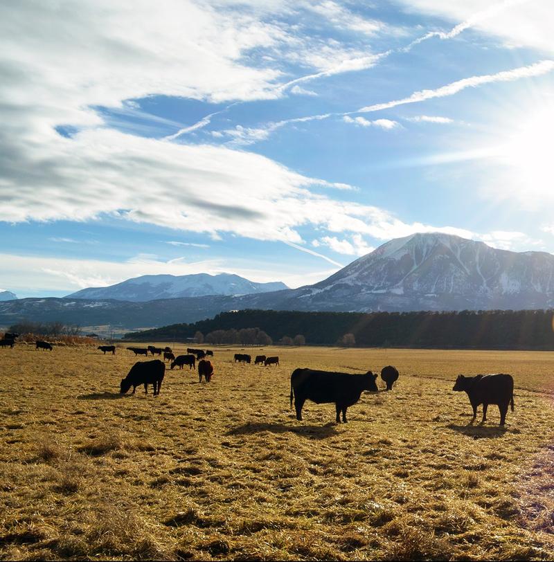 "New Opportunities & Collaborations for Colorado's Meat