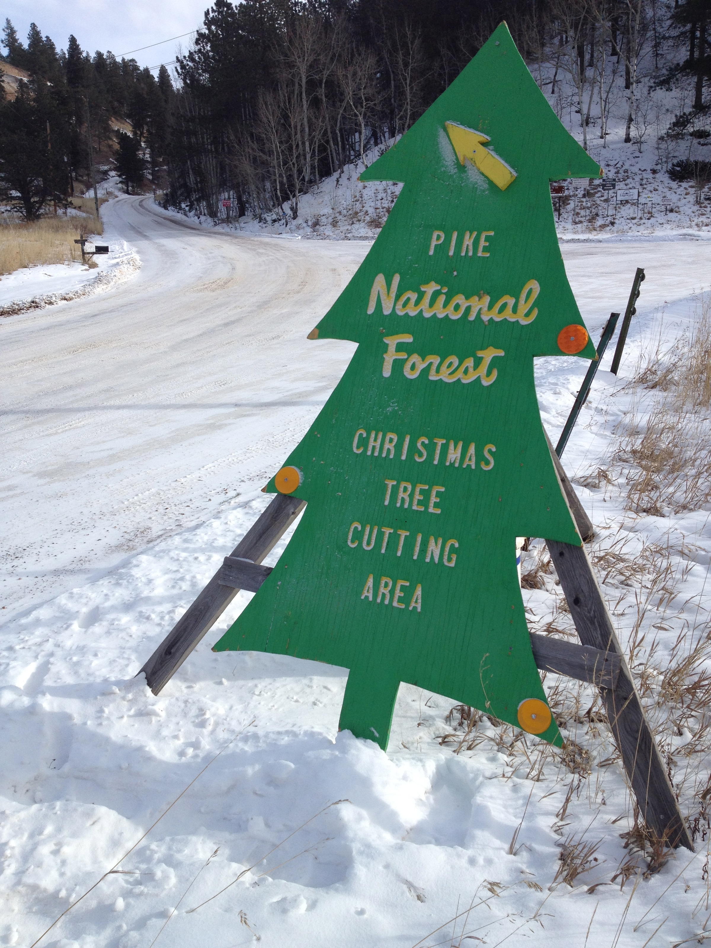 Christmas Tree Hunting In Pike National Forest KVNF Public Radio