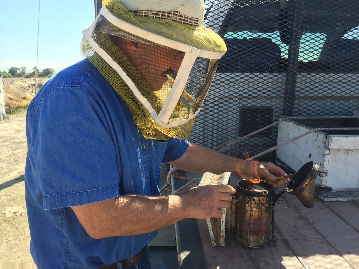 Drought Is Forcing Many Beekeepers And Their Colonies Out Of California