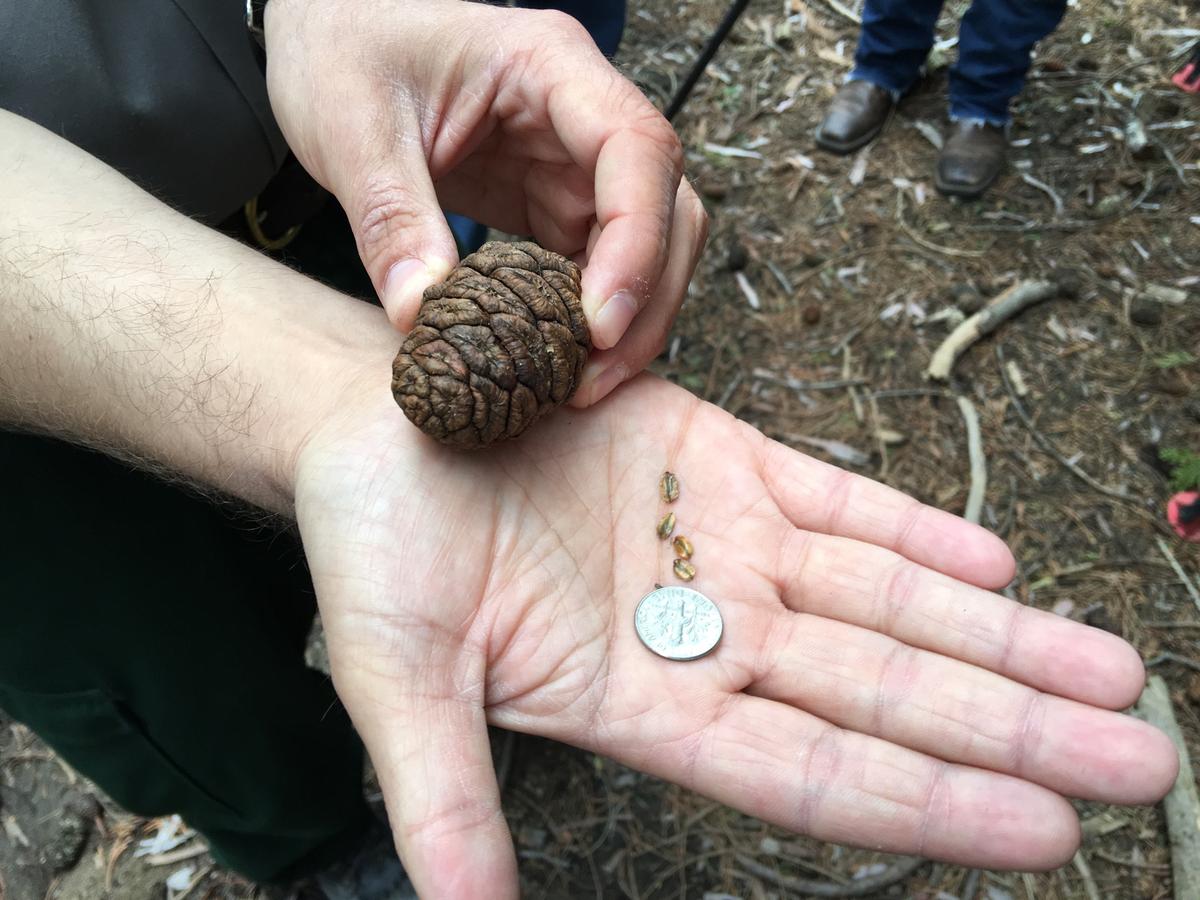 Months After The Rough Fire Millions Of Giant Sequoia Seedlings Take