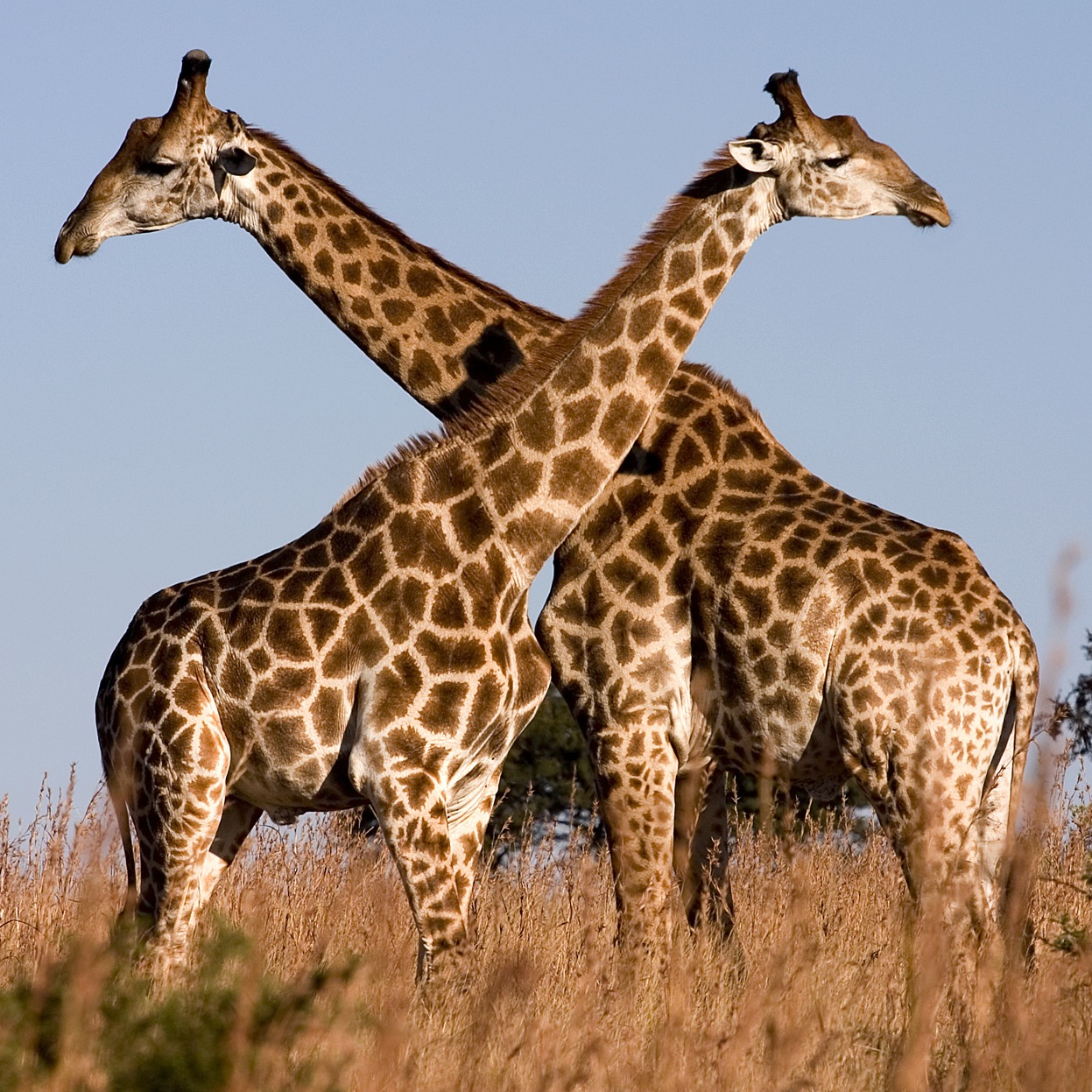 Giraffe Pictures