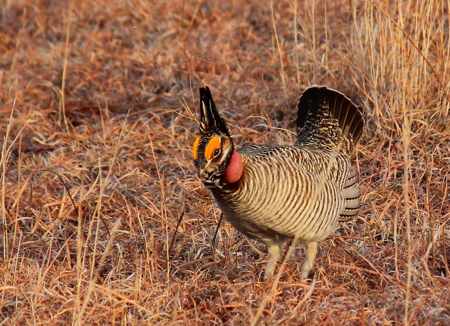 Federal Officials Will Review Status of Lesser Prairie Chicken | Public ...