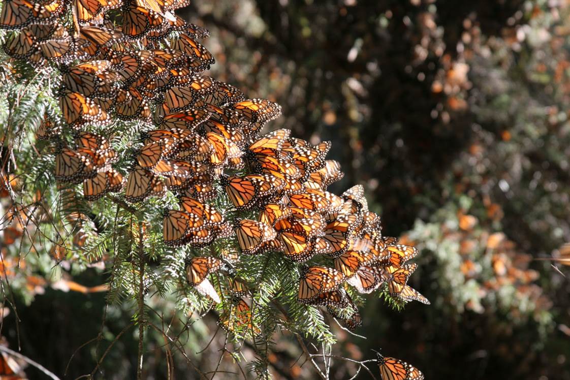 Saving The Monarch's Migration: A Conversation With Ecologist Lincoln ...