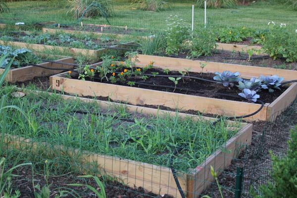 The Weekend Gardener: Encouraging Community Garden Participation | St ...