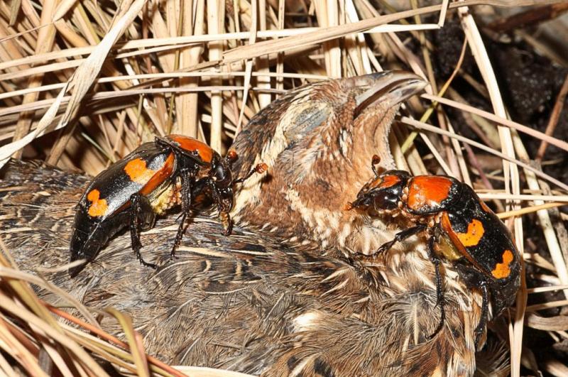 a pair of american burying beetles prepares to bury a bobwhite