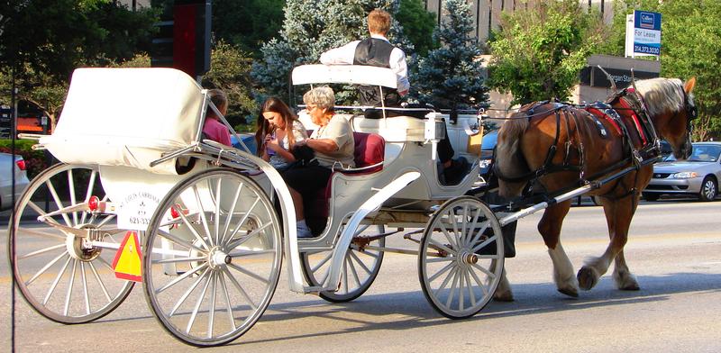 St. Louis Health Department Tightens Reins On Carriage Horse Companies ...