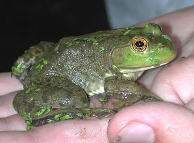 An Earth Day Guide To Your Backyard Frogs St Louis Public Radio