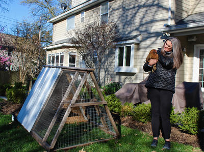 Urban Farming Chickens Rule The Roost In Many St Louis - 