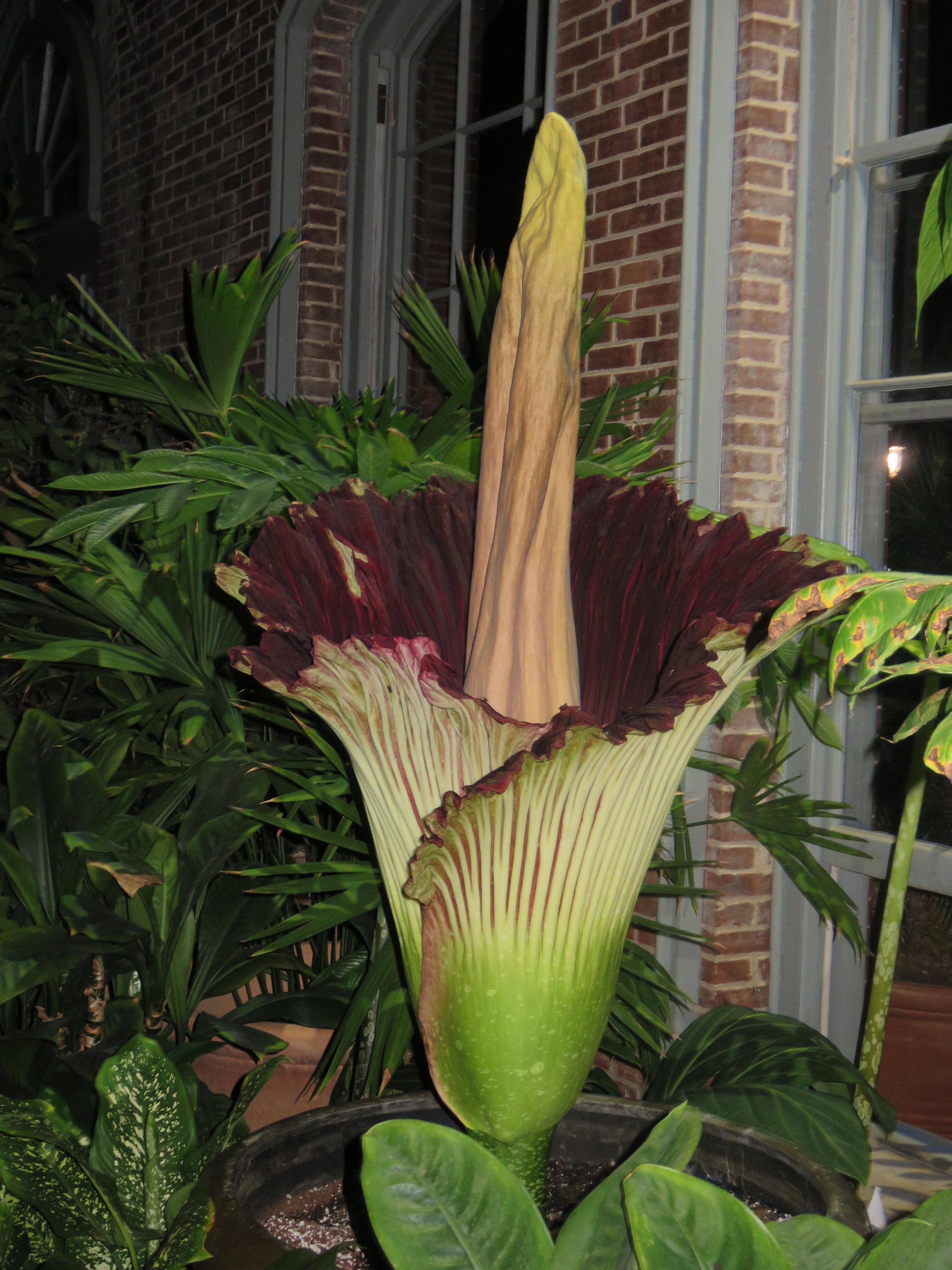 Stopping To Smell A Corpse Flower At The Botanical Garden St