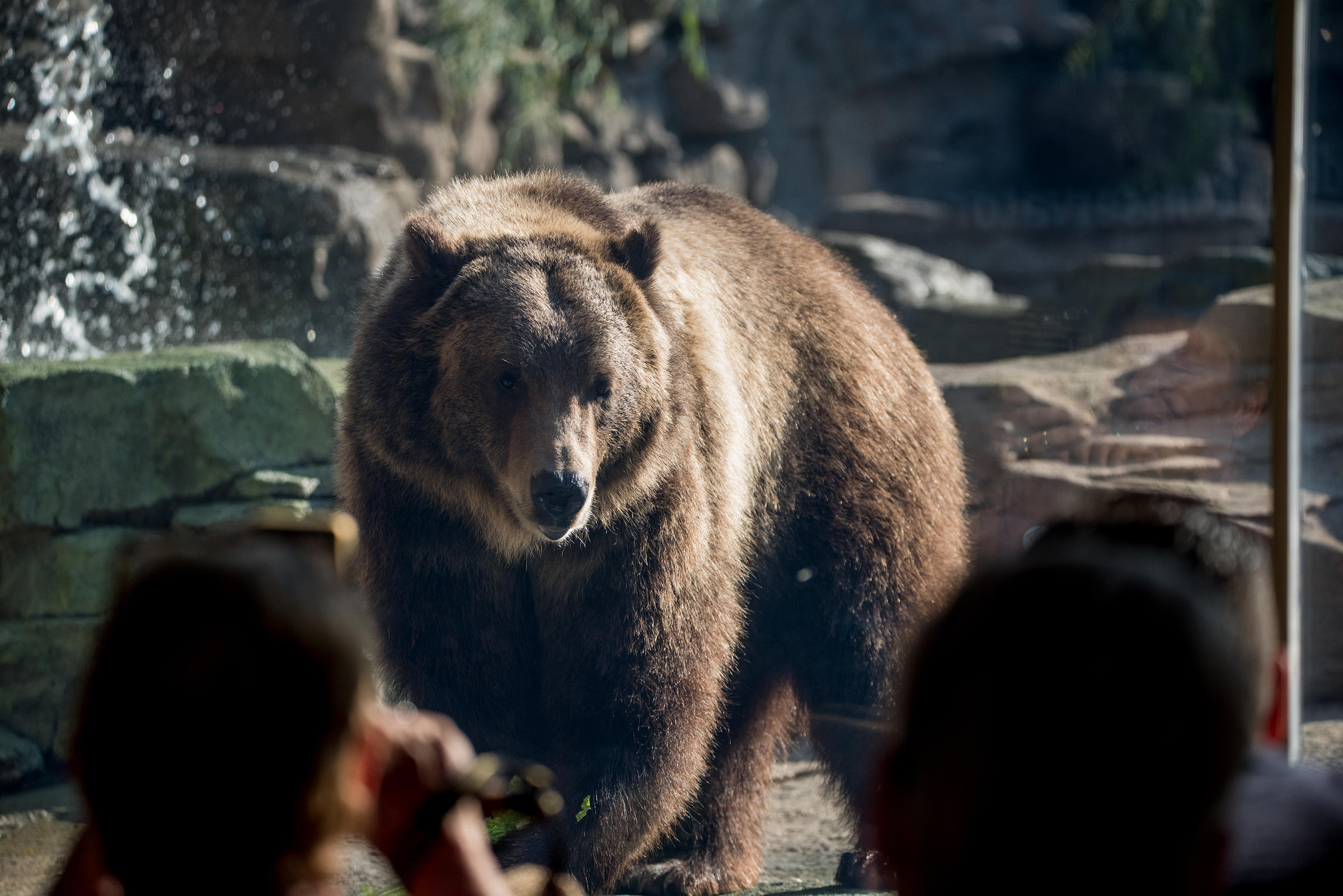 Saint Louis Zoo Pass | Wydział Cybernetyki