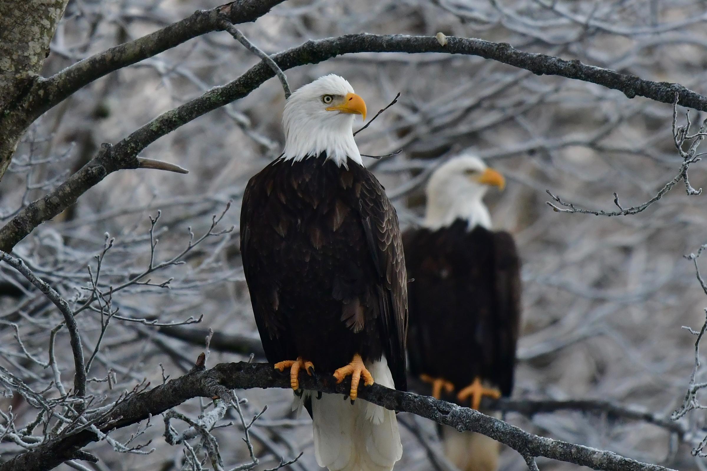 a pair of bald eagles.
