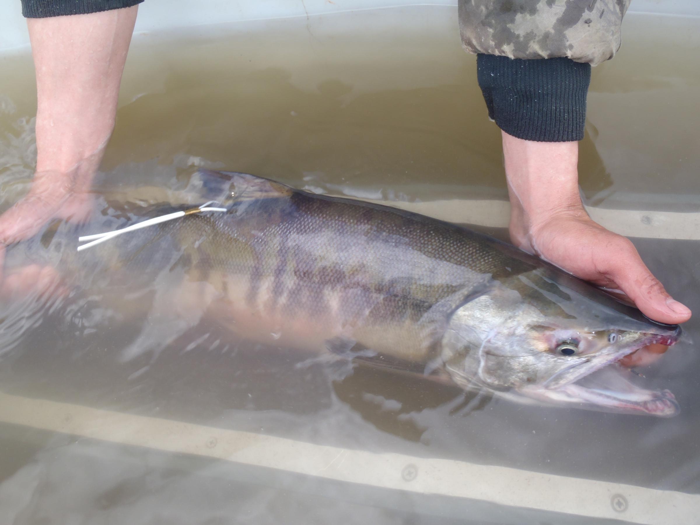 how much salmon to feed dog