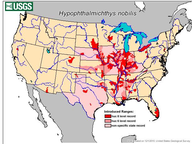 Congress bans an Asian carp that is already here | Michigan Radio