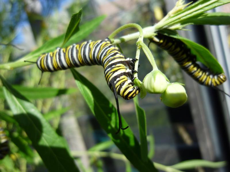 How to help monarch butterflies (without poisoning them