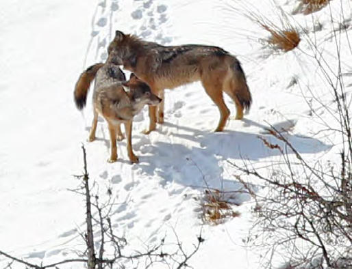 Listen: Scientists turn wolf-moose relationships on Isle Royale into ...